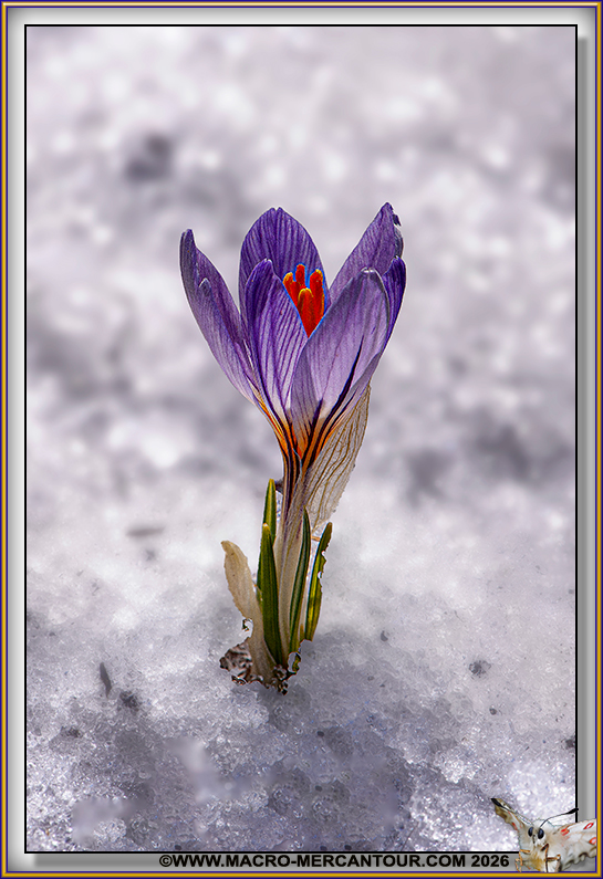 Crocus Versicolor